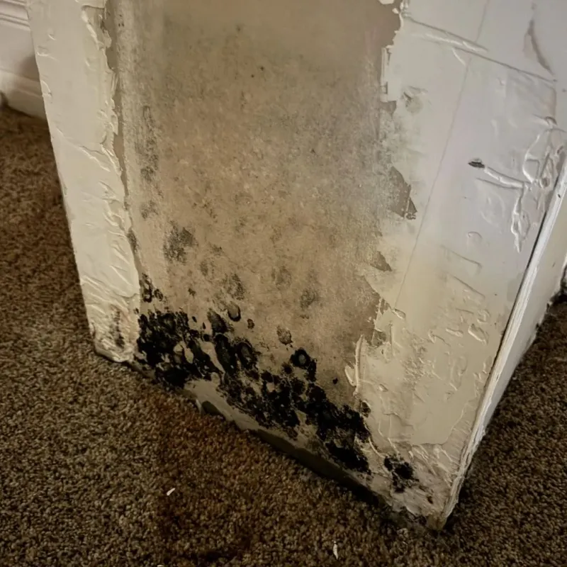 Professional Mold Removal in Long Grove, IL
